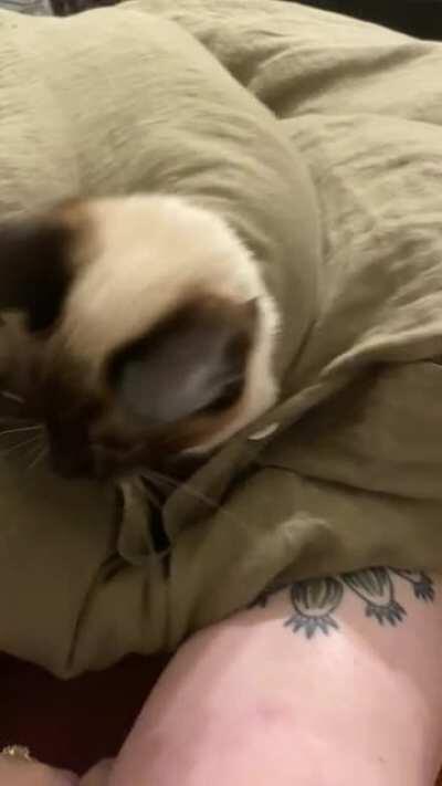 indy found a new favorite hiding spot - inside of the duvet