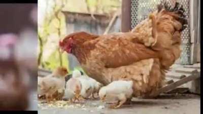 awesome chicken compilation