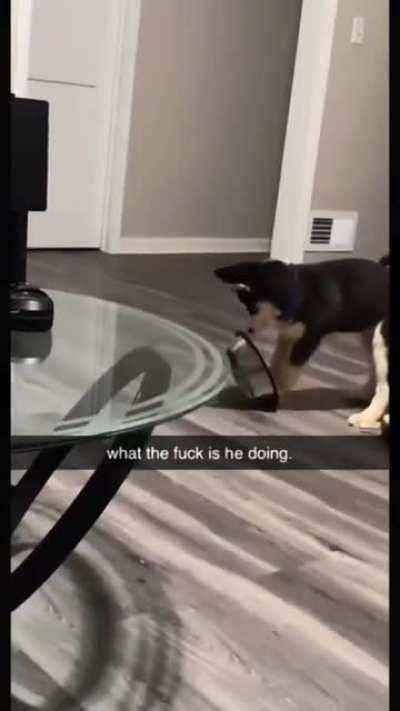 Welcome to Husky world