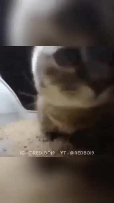 🎵Chipi🎶chipi🐱chapa🎶chapa🎵