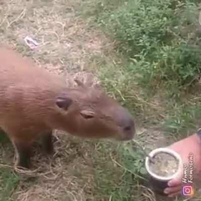 Enquanto isso na Argentina.....