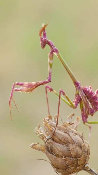 🔥Empusa pennata, or the conehead mantis