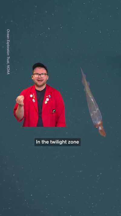 Glass Squids Change Color Underwater