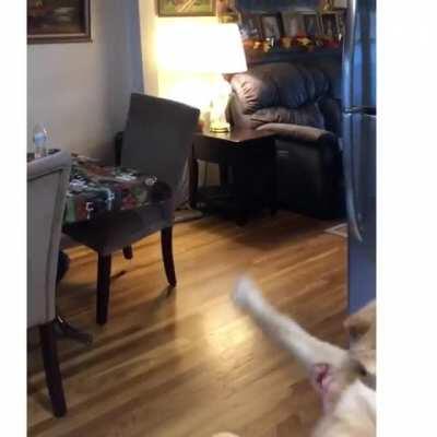 You're a Hairy Wizard