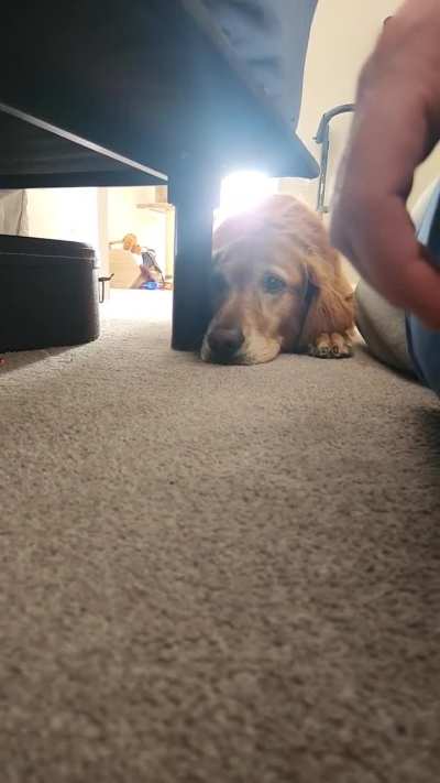 I am dog sitting for the weekend. They are not a fan.