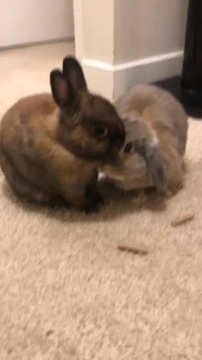 First meeting had a little aggression, but now they are inseparable