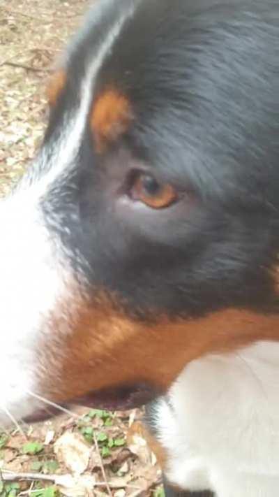 just me filming my dog