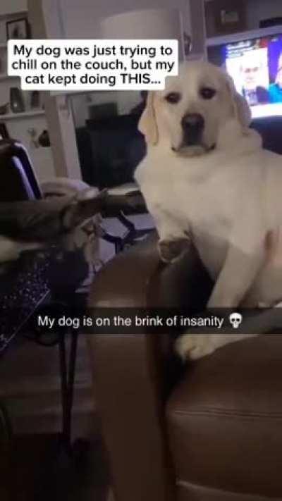 Poor Doggo