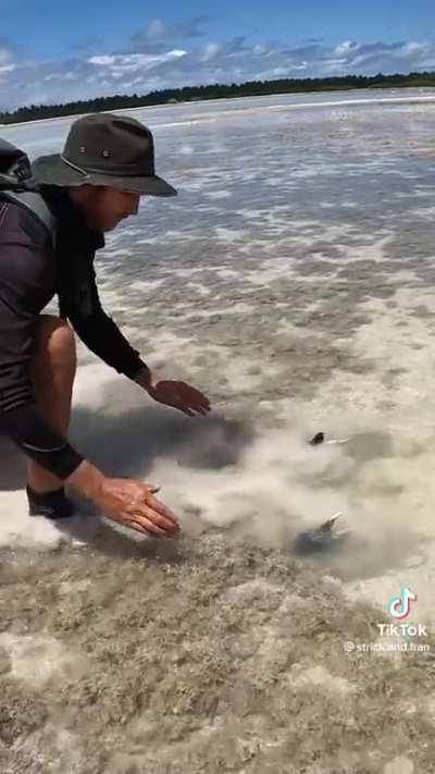 This Giant Mud Crab