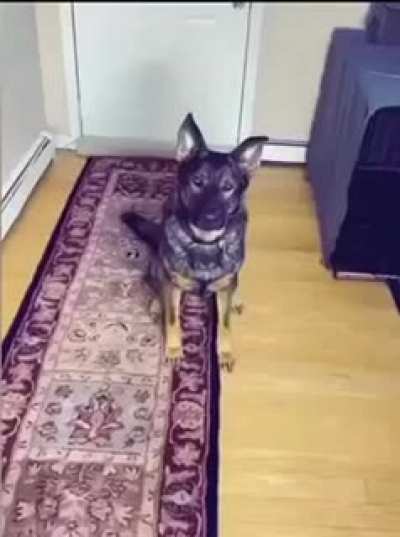 Thanks, I hate realistic dog cake.