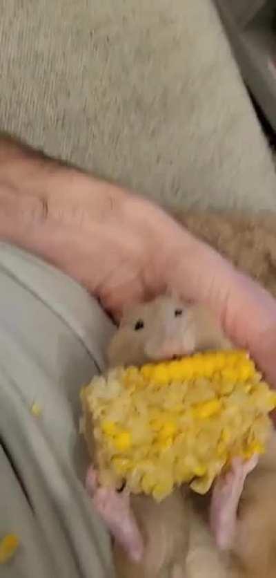 Pea lurves corn