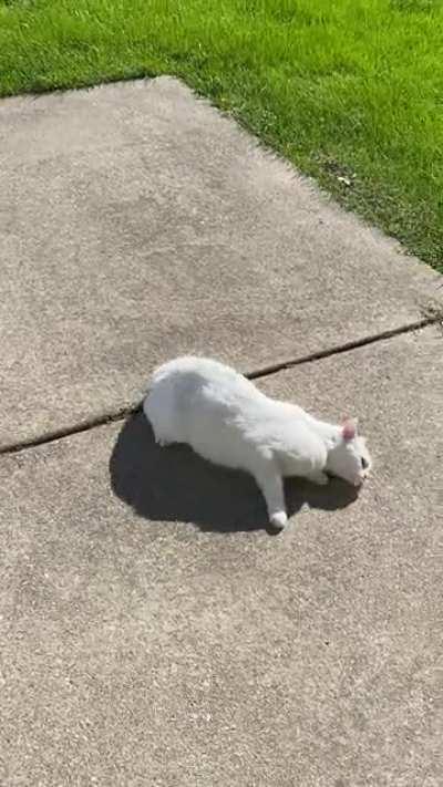 anyone know why my cat just rolls around outside? It’s super cute but what’s the logic behind it?