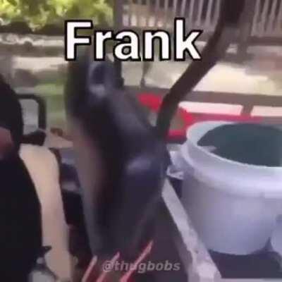 Frank go vrum vrum