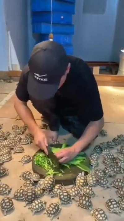 Dude makes chopped salad buffet for dozens of little turtles