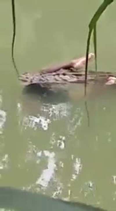 Гена скушал Шапокляк