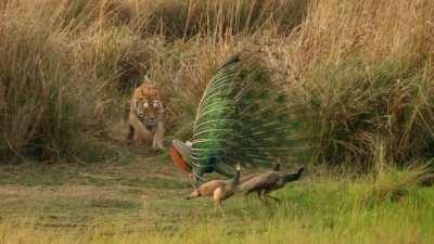 National animal of India VS National Bird of India