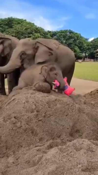This baby elephant's favorite toy