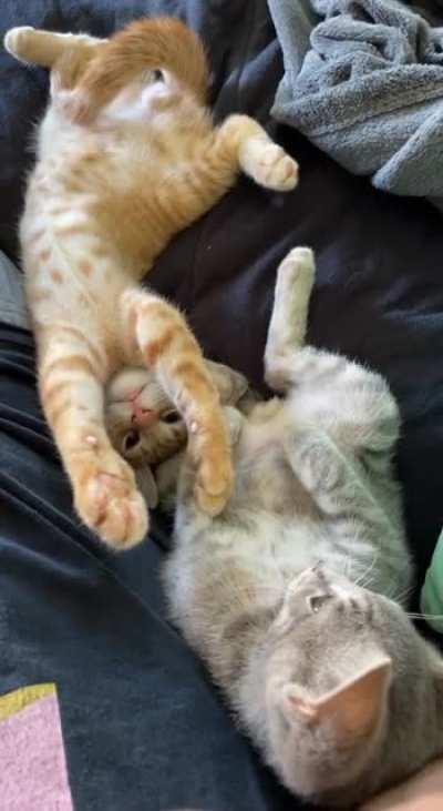 Everyone pray for Corey. Ain’t nothing wrong with him, his brother Trevor just doesn’t have the brain cell at the moment