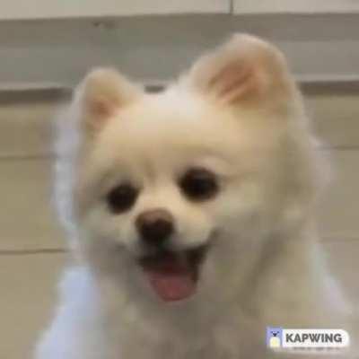 Inspired by yesterday's post on scarra singing, I made Temmie sing baka mitai