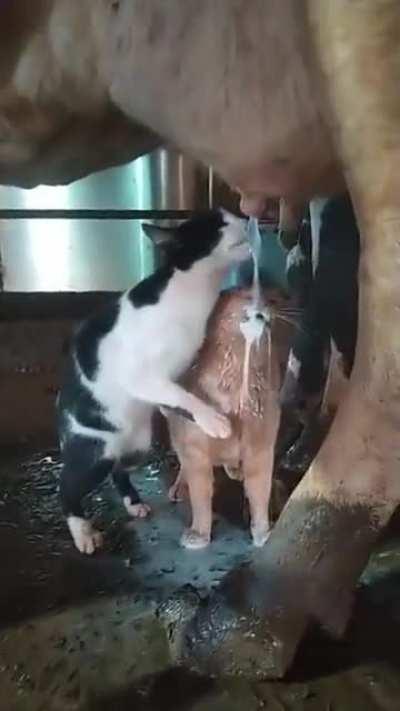 Free milk