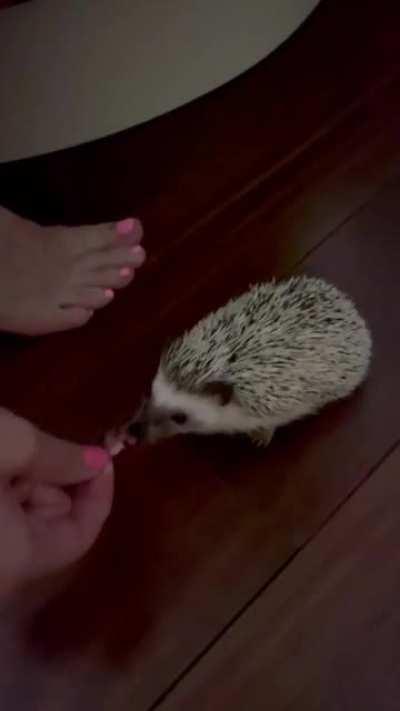 Fighting for that meat