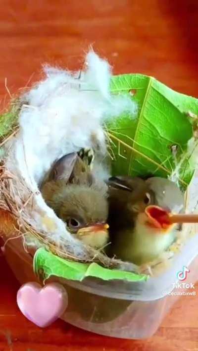 🔥 Baby Bird Eats Then Poops