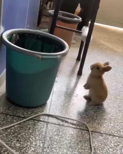 My bunny people need me
