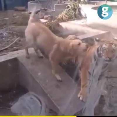 Dog stops fight between tiger and lion