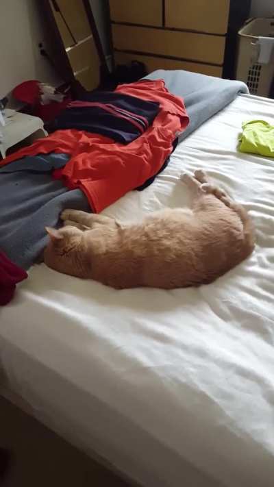 A video I found of my late boy, Snoopy