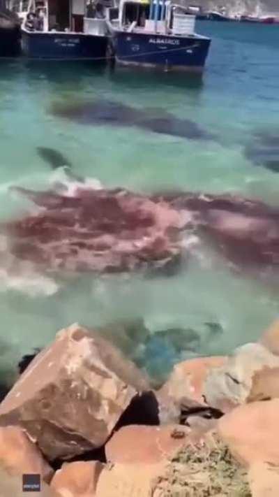 I was just trying to enjoy a nice leisurely day at the waterside here in South Africa....