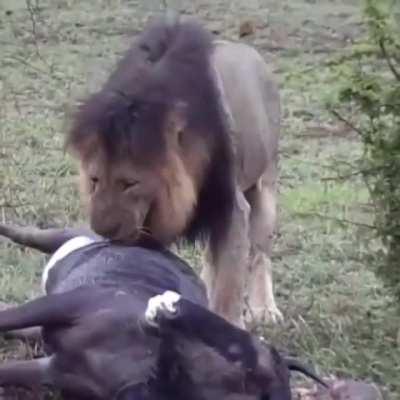 A lion patiently slurping up its prey's lower intestine