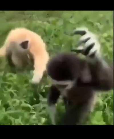 Two new light Titans meeting in the cosmadrome