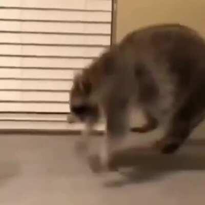 Raccoon falls off the bed