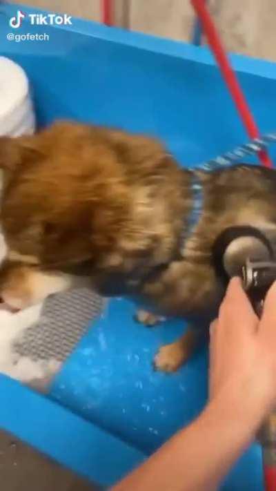 Found this gem on TikTok and just had to cut it