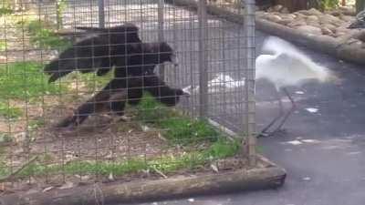 Heron Messes With The Wrong Bird Indeed!