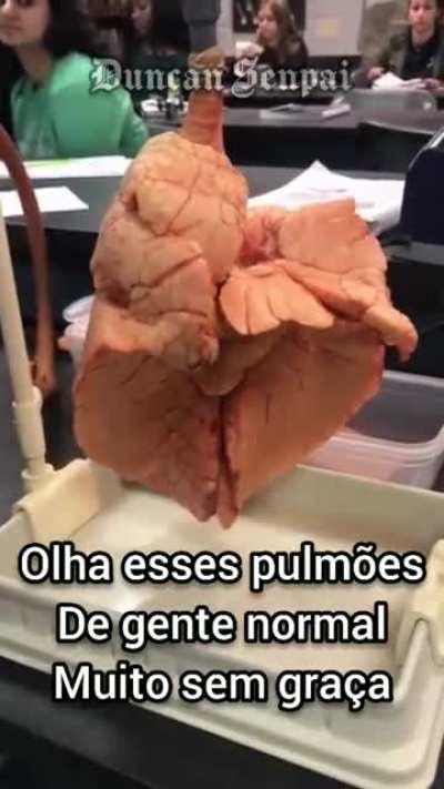 Cingarro e seus benefícios