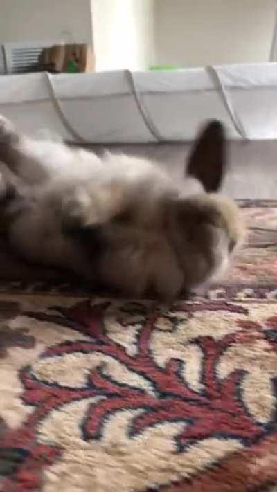 Flop!