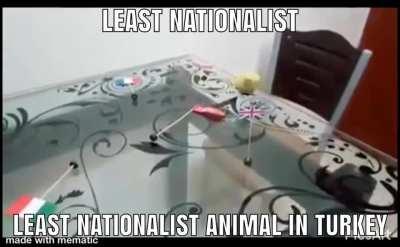 🇹🇷🇹🇷🇹🇷🐺🐺🐺