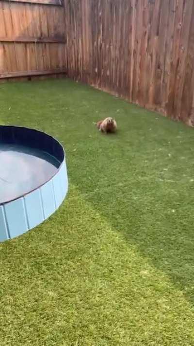 Marmot charged my 95lb German shepherd