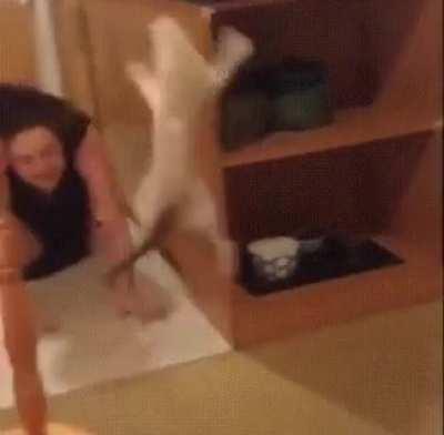 Trying to startle each other