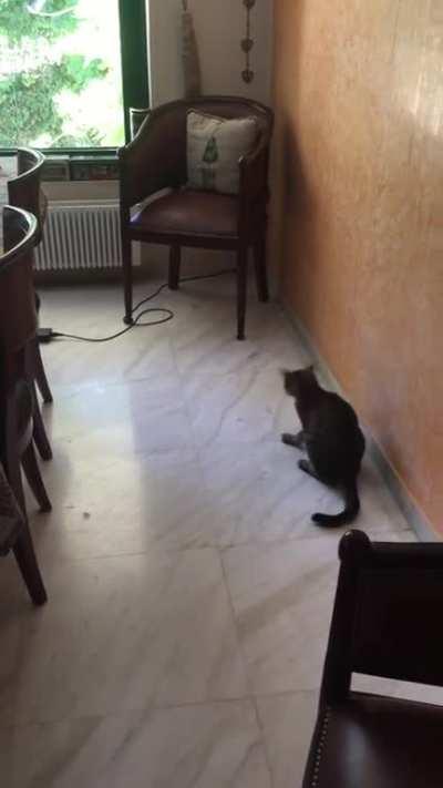 Just before the video started shit was meowing at her tail.