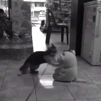 The cat did warn him.