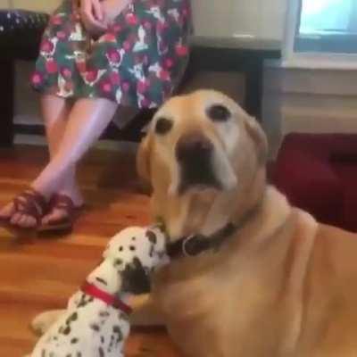 Thanks for the puppy?