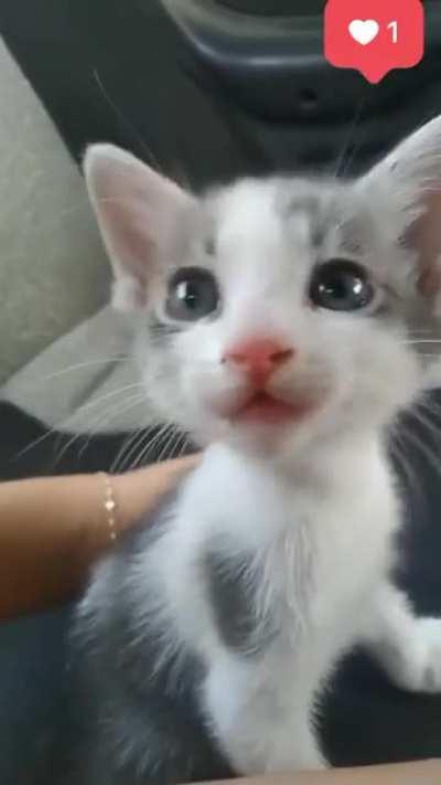 He’s arrested for his smolness but he begs for mercy. What should i do?