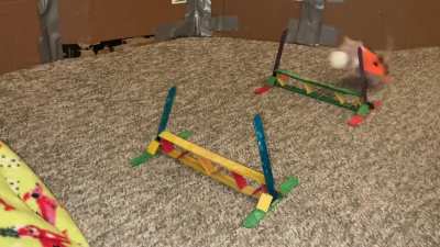 My smol rat Carrot practicing flyball in her pumpkin costume!