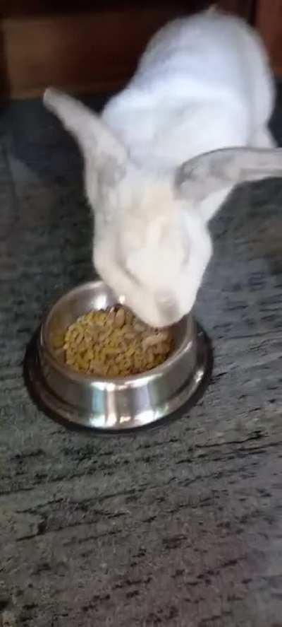 My boy refuses to eat his new and more expensive food