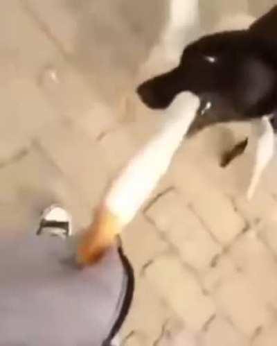 Тоби пизда кожанный