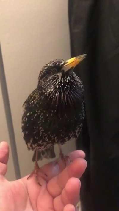 mano o pássaro imita gente E O R2D2 MANO