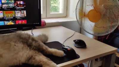 Cat Enjoys Breeze During Heatwave