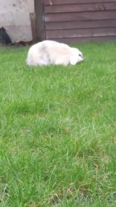 Caught some binkies on camera today!